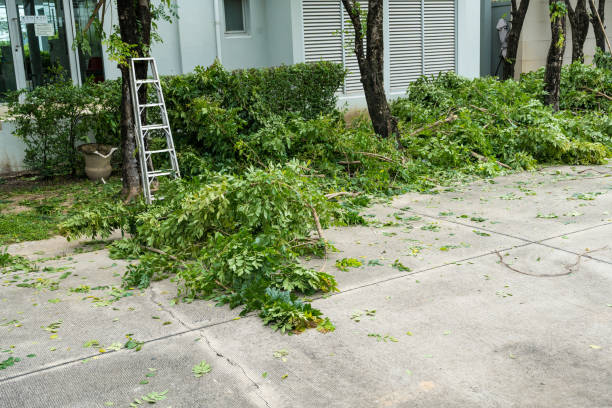 Best Palm Tree Trimming  in Linden, MI